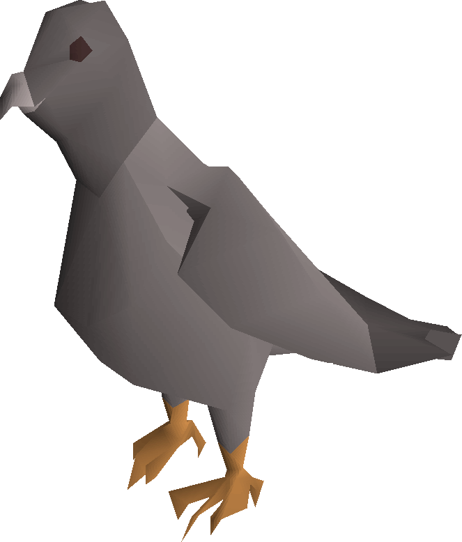 Pigeon