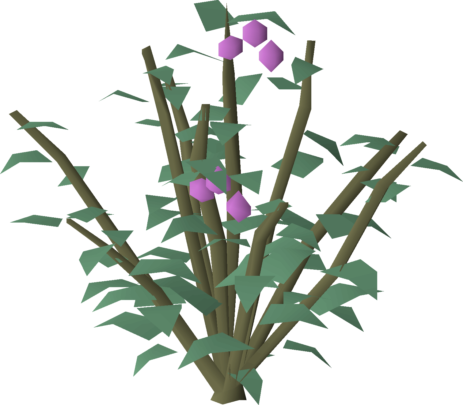 Cadava bush (wild)