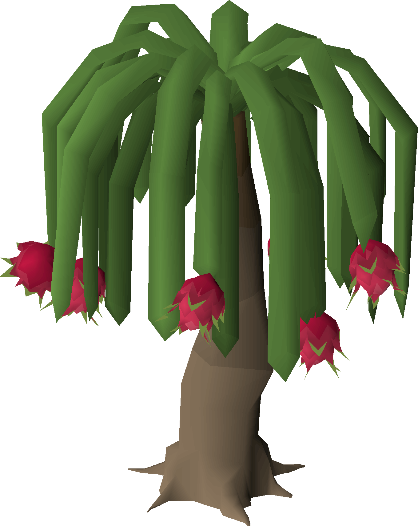 Dragonfruit tree