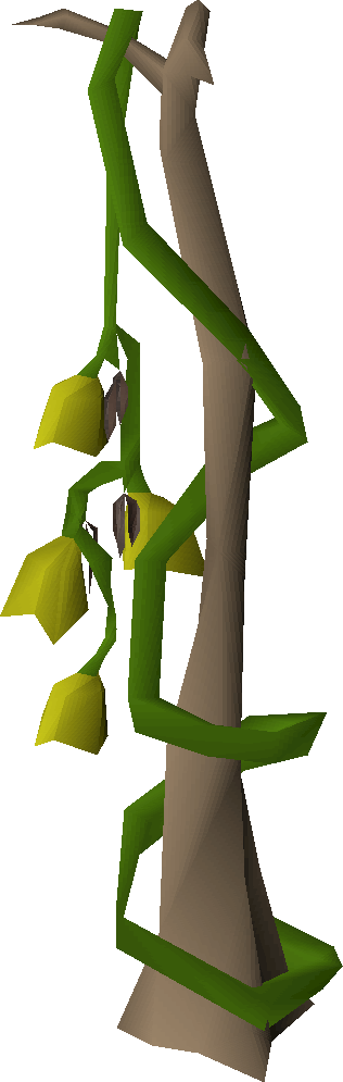 Vanilla plant