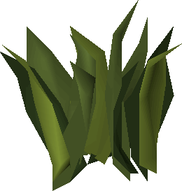 Cadantine (plant)