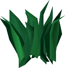Avantoe (plant)
