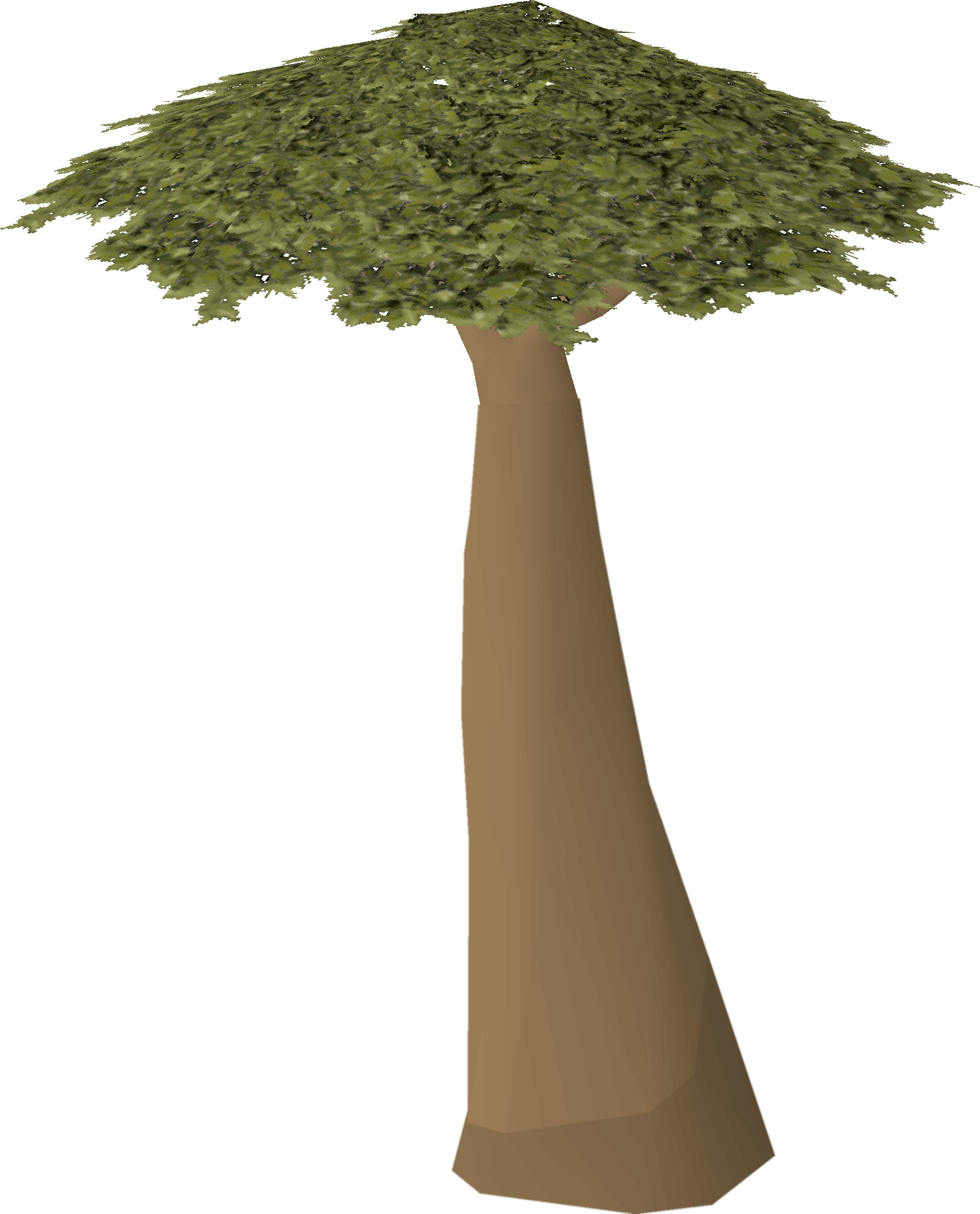 Acacia tree