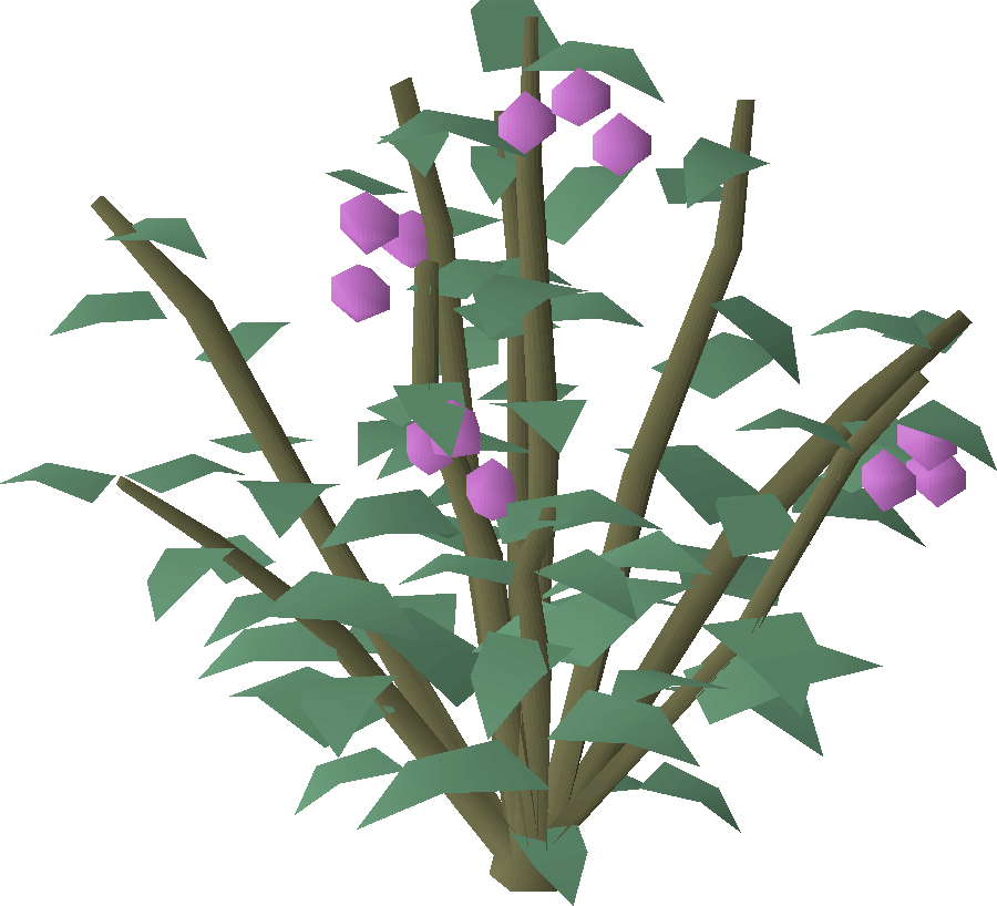 Cadavaberry bush