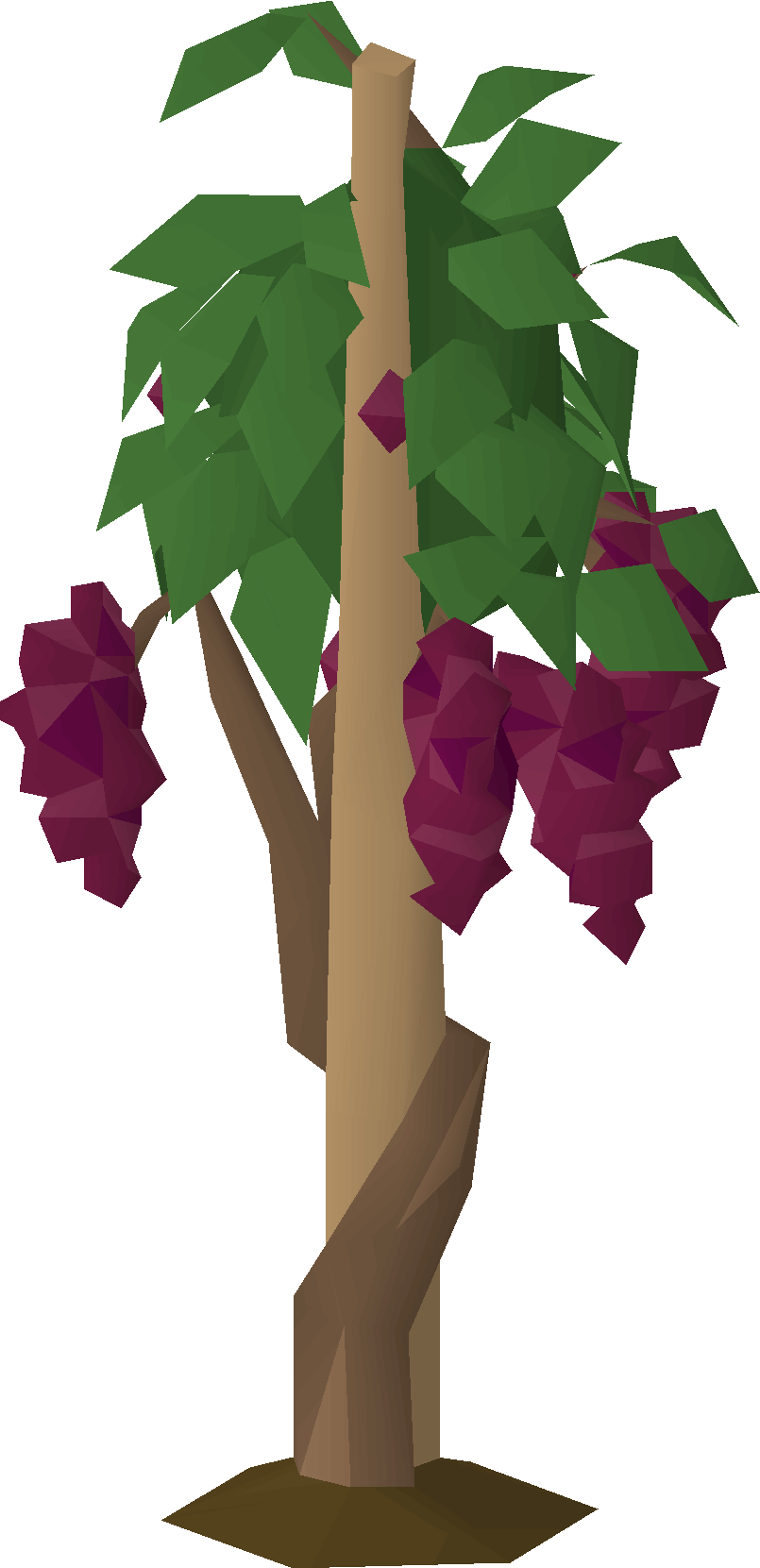 Grapevine (Kastori)