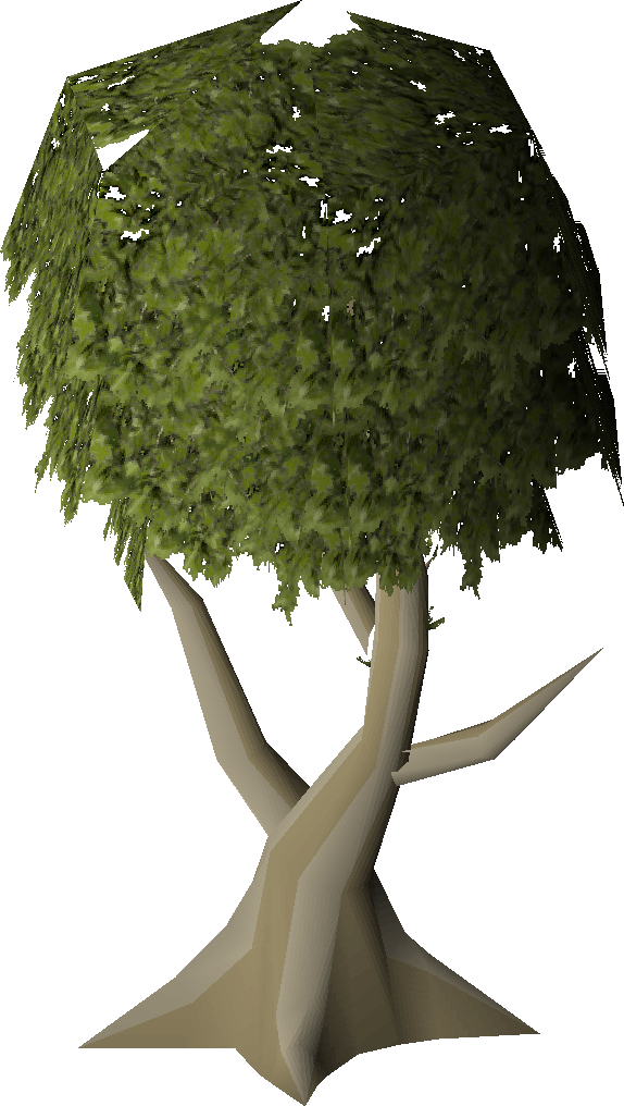 Mature juniper tree