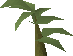 Potato plant