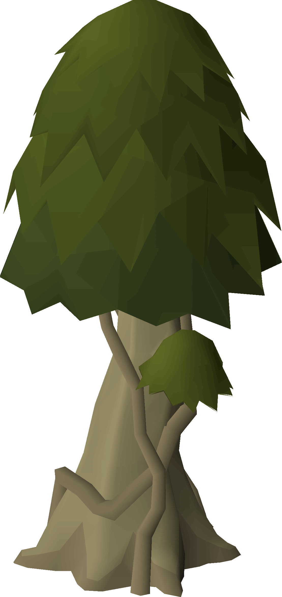 Celastrus tree