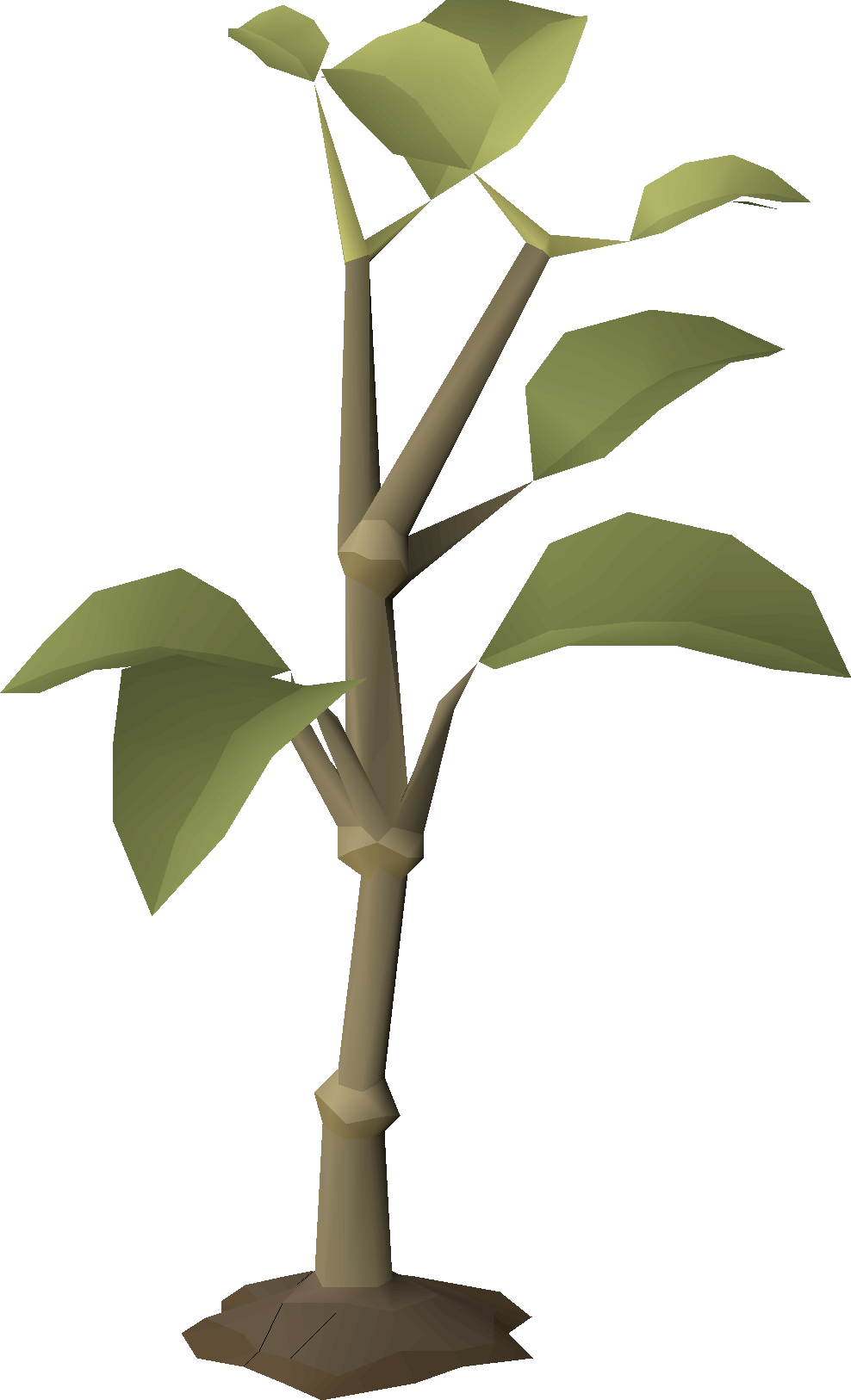 Thriving sapling