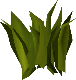 Kwuarm (plant)