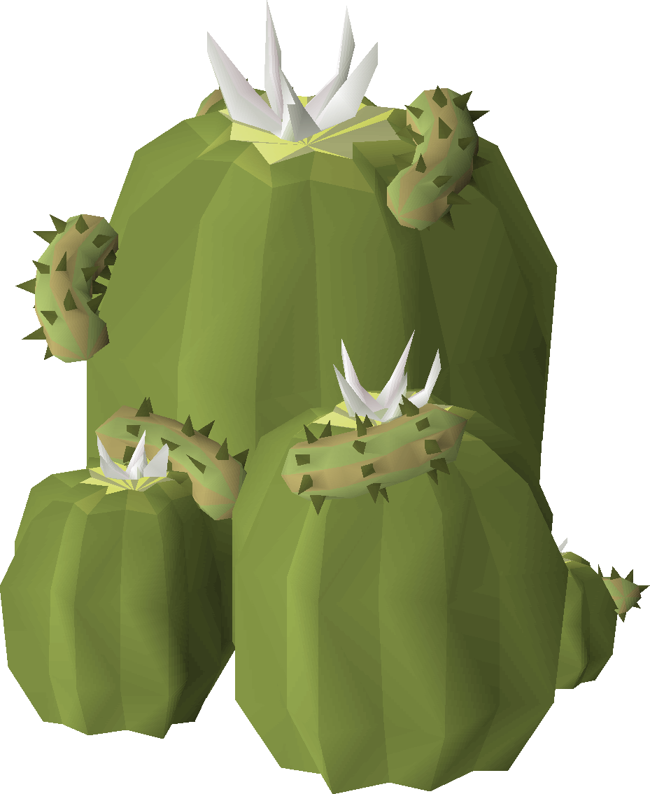 Potato cactus (plant)